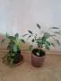 Фикус Бенджамин 20-25 см. , снимка 3
