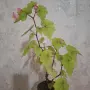 Стайни   Бегонии, снимка 7