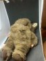 Ретро бебе катерица на Ан Гедес, снимка 3
