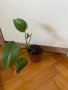 Jade Pothos, снимка 1 - Стайни растения - 44150510