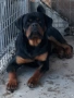 Продавам мъжки ротвайлер , снимка 3