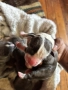 American Bully XL/Американско Були ХЛ, снимка 1