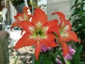Цветя Амарилис   Хипеаструм, снимка 1 - Саксии и кашпи - 41519163