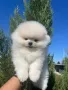 Мини померан момче, снимка 4