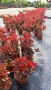  Фотиния Литъл Ред Робин, Photinia fr. Little Red Robin, снимка 8