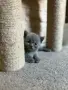Чистокръвни Британски късокосмести котенца, снимка 6