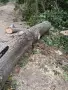орехов дънер отличен, снимка 4