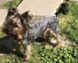 Йоркширски териер, снимка 2