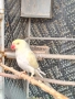продавам различни видове папагали, снимка 10