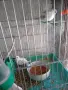 диамантени Гугутки , снимка 8