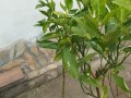 Мандарина - дръвче с плодчета