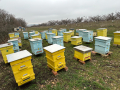 Продавам пчелни семейства с многокорпусен кошери, снимка 12