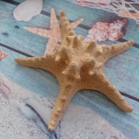 морска звезда от Малайзия, снимка 2 - Декорация за дома - 41096853