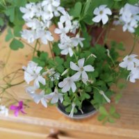 Детелина  студоустойчива  розов и бял цвят, снимка 9 - Градински цветя и растения - 40803577