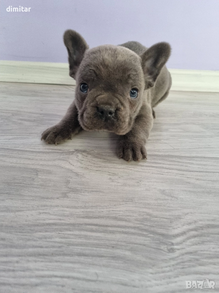 френски булдог момче , снимка 1