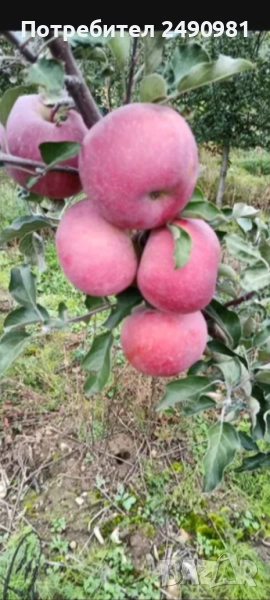 Ябълки десертни Фуджи,Флорина и др., снимка 1