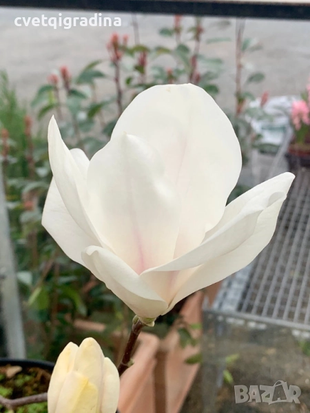 Magnolia alba ‘Superba-Магнолия Алба суперба, снимка 1