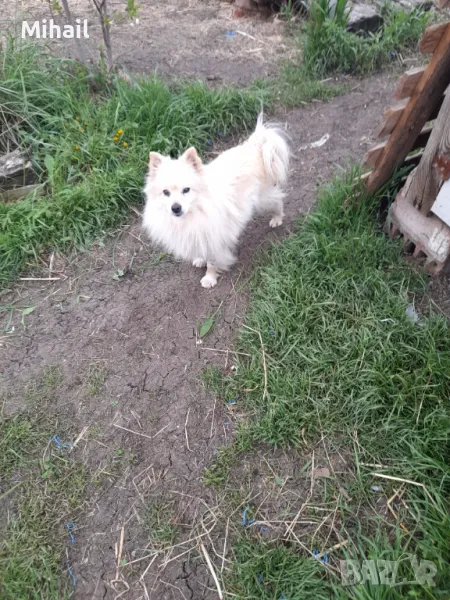 Продавам немски шпиц, снимка 1