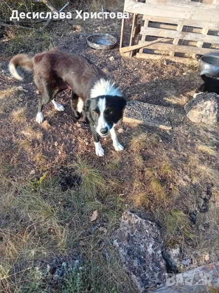 Продавам кръстоска от бордан коли с каракачанка мъжко и Богдан коли женско, снимка 1