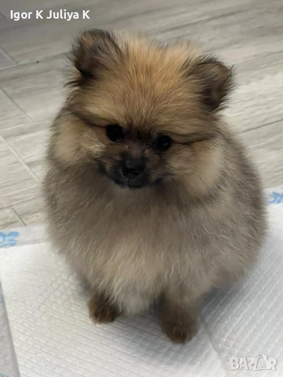 Померанчета, пухави топки, снимка 1