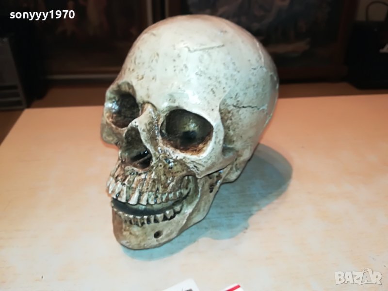 ЧЕРЕП ОТ ГЕРМАНИЯ 3112222029, снимка 1