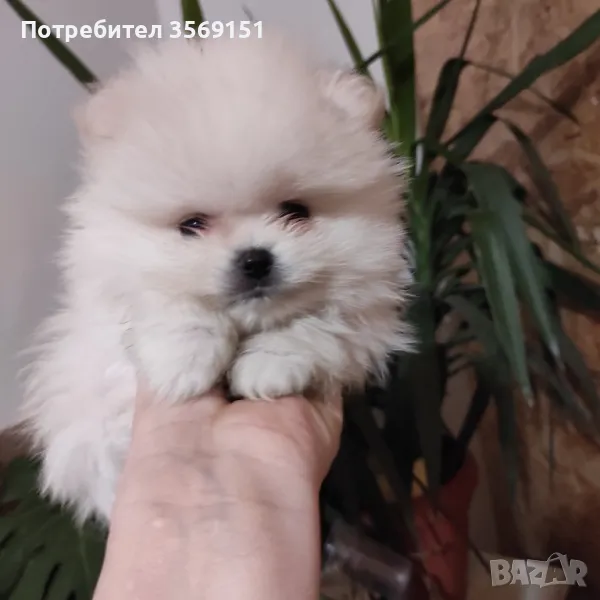 Померанче мини шпиц, снимка 1