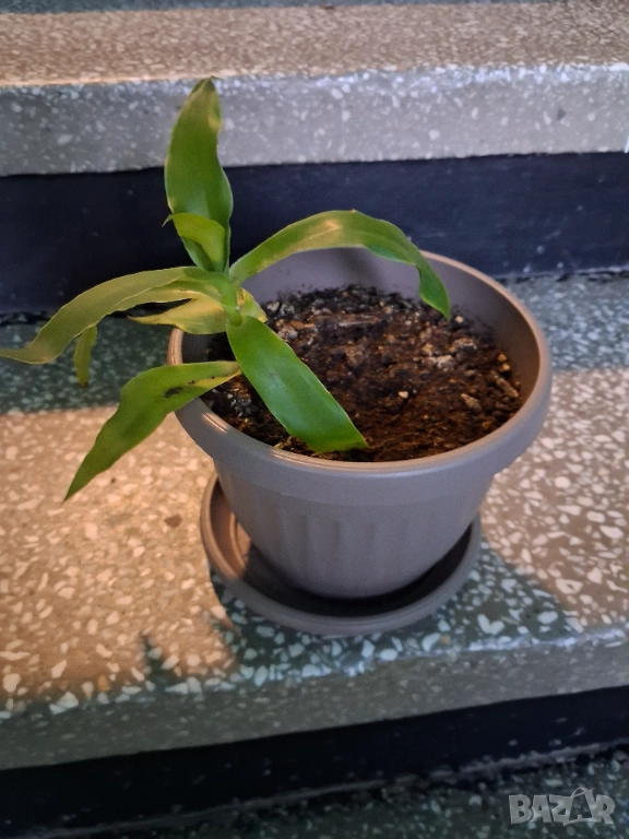 Кализия и Хлорофитум, снимка 1