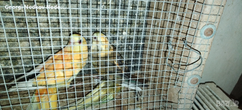 Продавам пойни страки, снимка 1