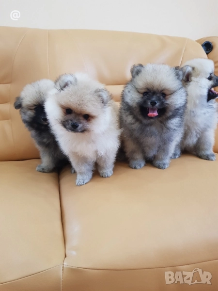 Померан померани свободни Гр. София, снимка 1