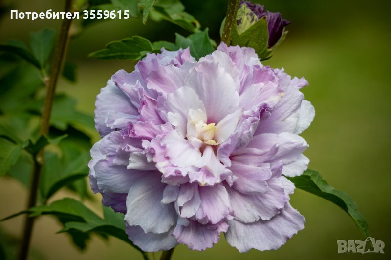 Семена на красиво градинско увивно растение Хибискус, снимка 1