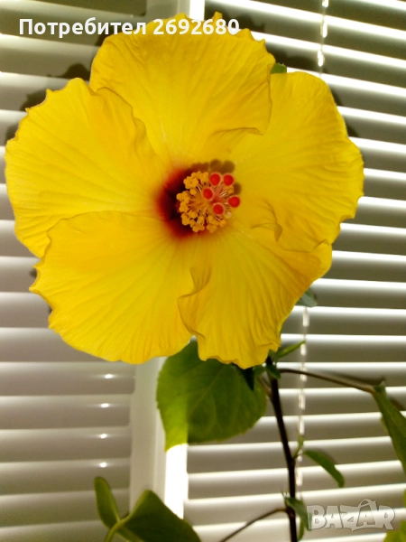 Китайска роза/хибискус/видове/стайно растение , снимка 1