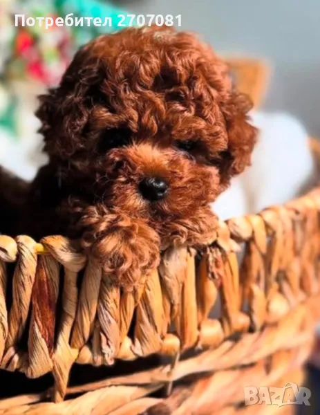 Той пудели, снимка 1