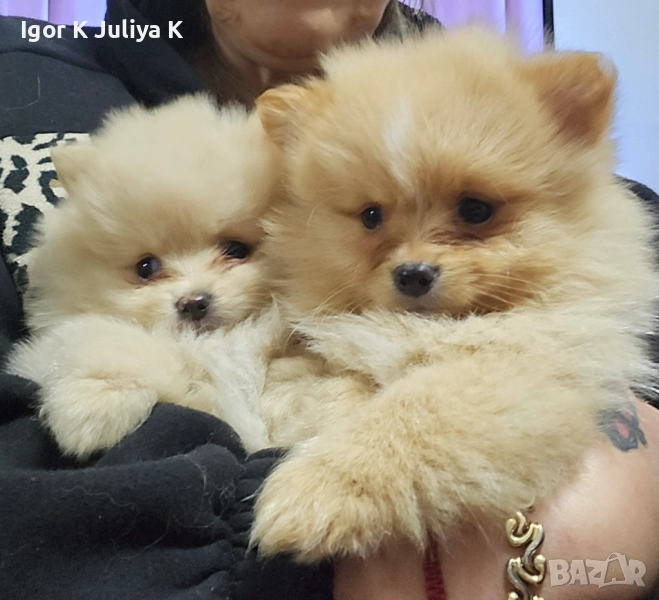 Уникални миниатюрни пухкави померани мини шпицове, снимка 1