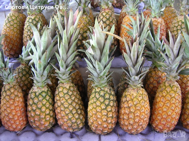 Ананас Разсад, снимка 1