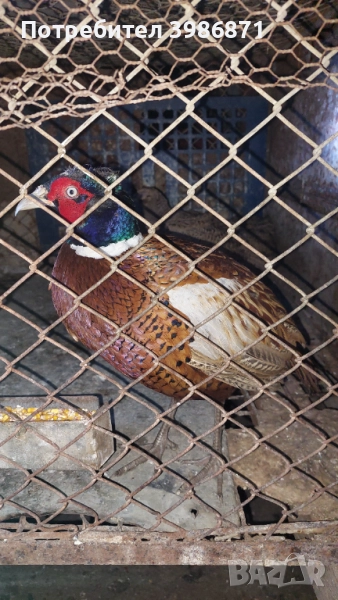 Продавам мъжки фазан може трампа за ярка, снимка 1