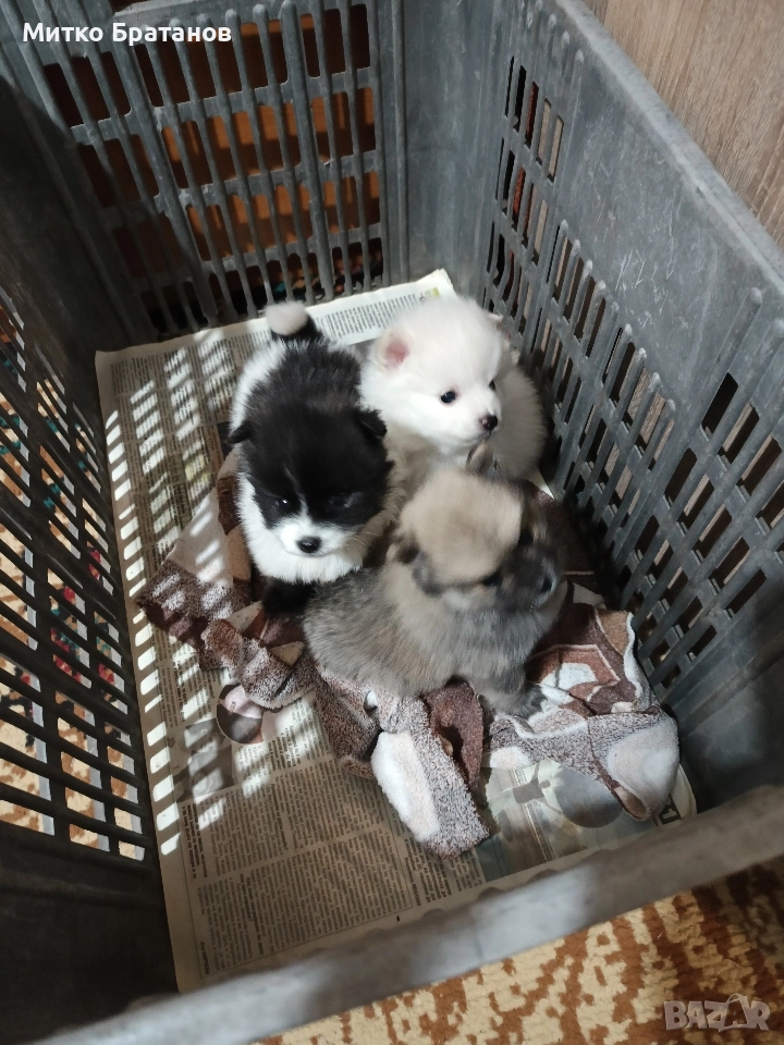 Продавам померани, снимка 1