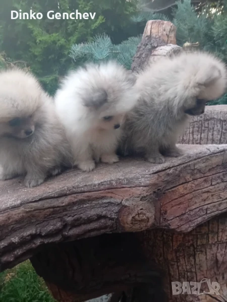 Продавам мини померани, снимка 1