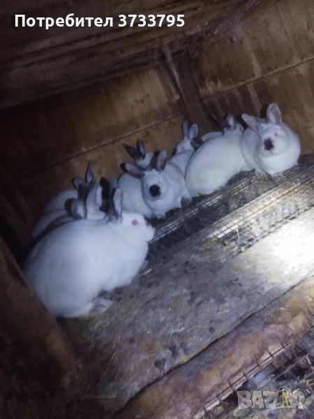 Калифорнийски зайци , снимка 1