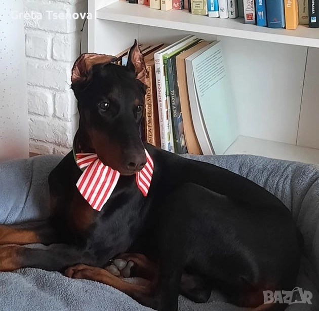 Чистокръвни доберманчета, снимка 1
