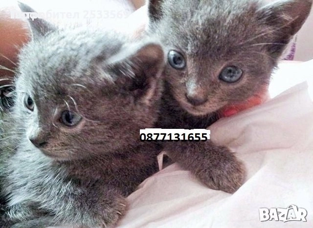 Руски сини котета женско, снимка 1