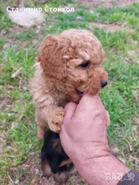 Мини пуделчета , снимка 1