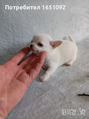 Чихуа, снимка 6 - Чихуахуа - 52441086