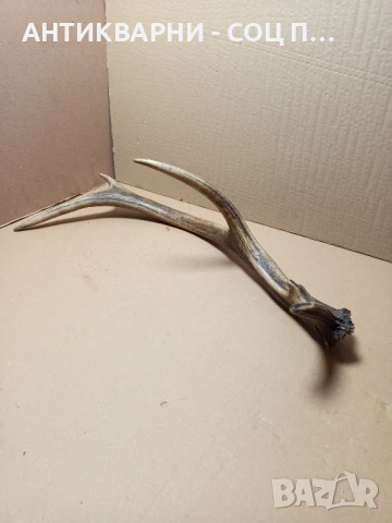 Стар Голям Единичен Еленски Рог Рога.