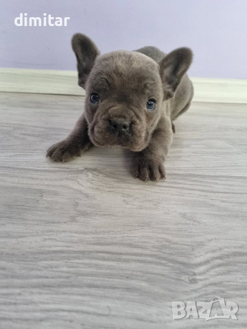френски булдог момче 