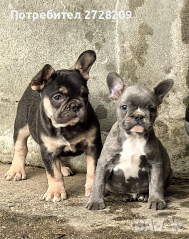 Френски Булдог/ French Bulldog, снимка 13 - Френски булдог - 51410450