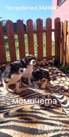 Кавалер кинг чарлз шпаньол 