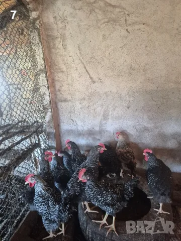 Селски петлета..