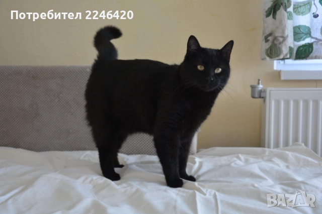 😺 1-годишно момченце от Враца търси ДОМ , снимка 16 - Други - 52893934