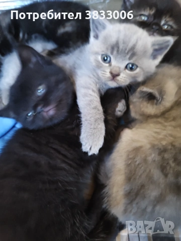 късокосмести Британски котета чистокръвни, снимка 3 - Британска късокосместа - 53519743