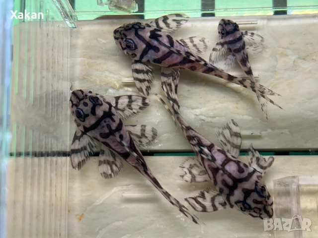 L 236 SW и SY 6.5-7см